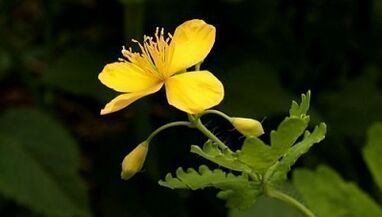 Kārpu noņemšana ar Celandine